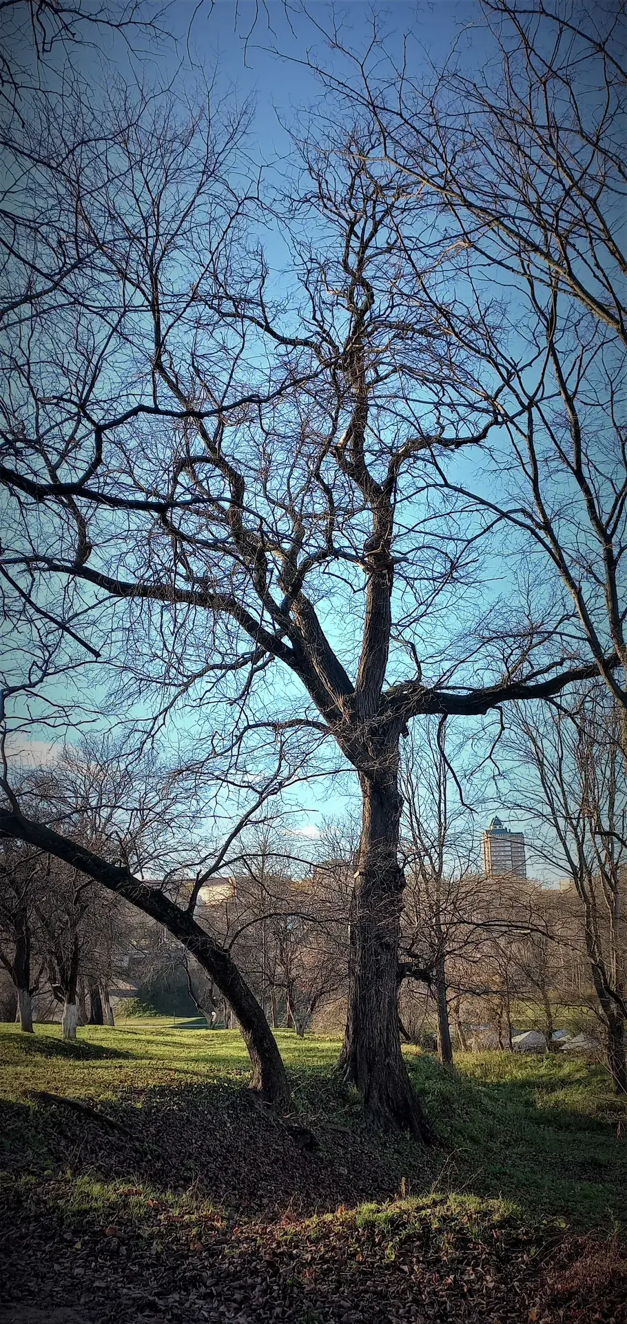 Дерево Лени Палевича.