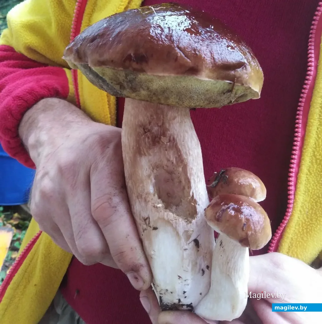Фото Ирины Смирновой из Ярославля.