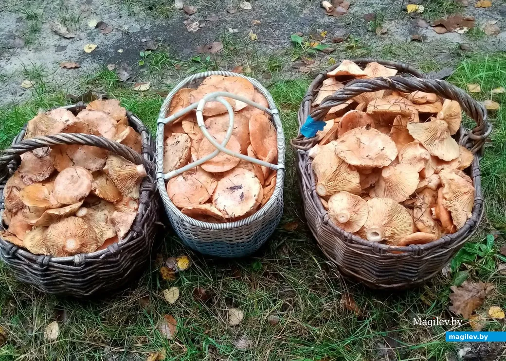 Фото Дмитрия Головача