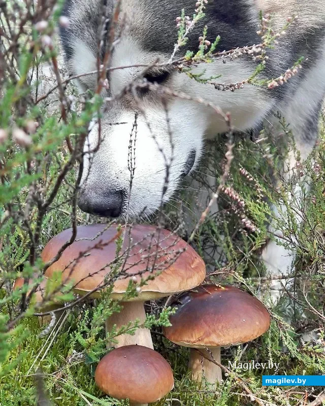 Маламут Маус. Фото Юрия Антоновича Чишевича