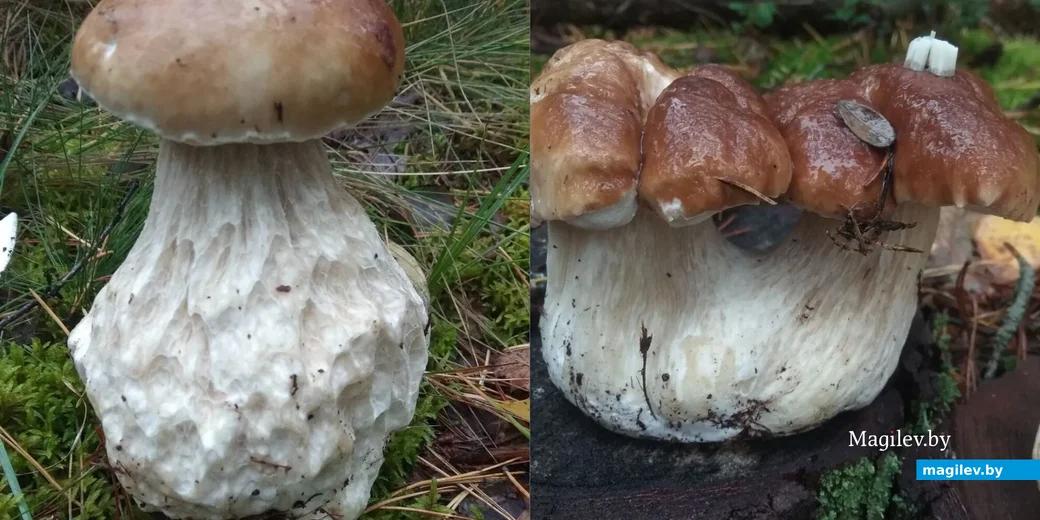 Фото Ивана Лапановича из Солигорска.