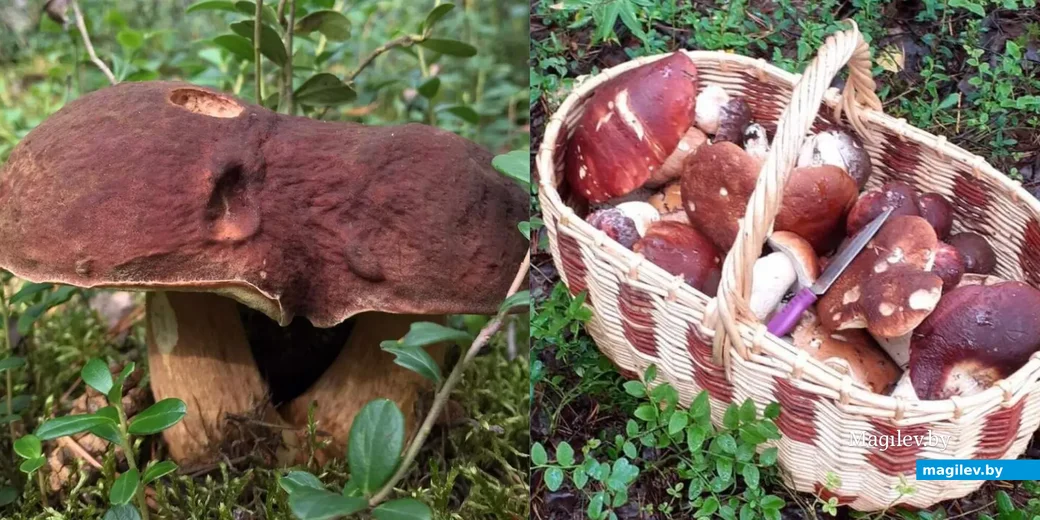 Фото Алены Волковой из Добруша Гомельской области.