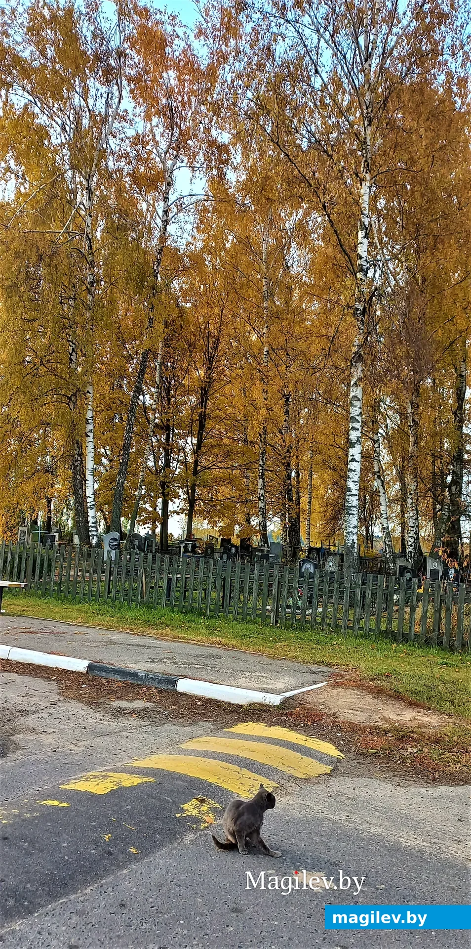 У Старопашковского кладбища (у пешеходной зебры) меня встретил какой-то необычный кот.