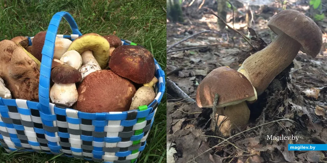 Фото Ольги Конон из Бобруйска.