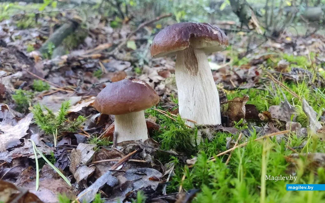Фото Александра Синицкого из Жлобина.