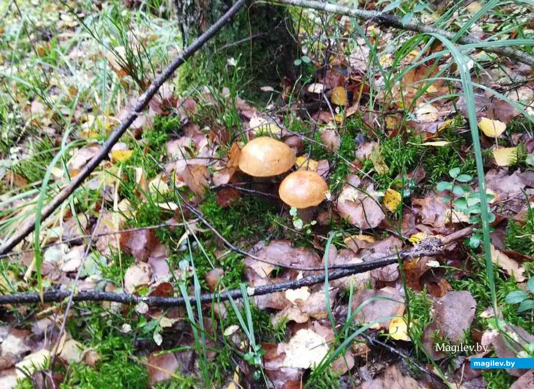 Фото Виктора Морозова из Минска.