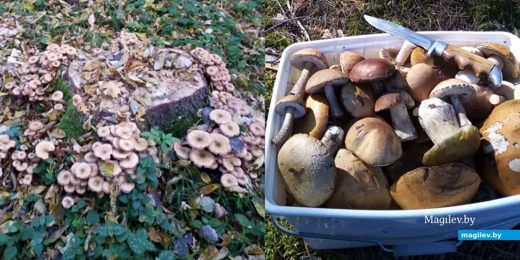 Фото Владимира Рюмшина из Барановичей Брестской области.