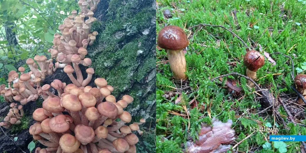 Фото Елены Кулик из деревни Околица Минского района.