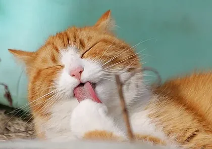 5 вещей, которые нужны каждой кошке: без них питомец не сможет быть по-настоящему счастливым