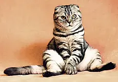 У вас есть кошка? Обязательно организуйте дома запас пищевой соды