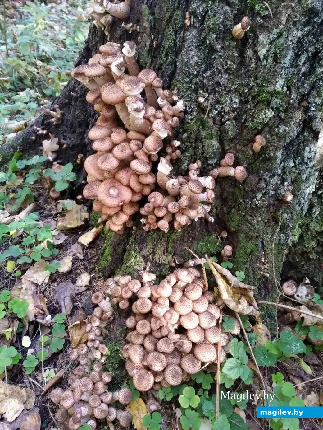 Фото Людмилы Карпович из Минска.