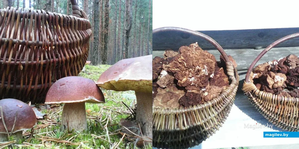 Фото Георгия Самаля из Молодечно Минской области.