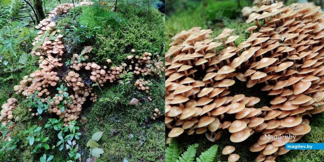 Фото Виктории Соколовой из Могилева.