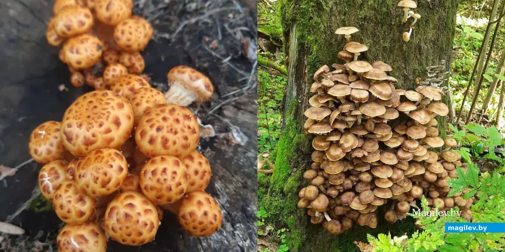 Фото Анны Козловой из Могилева.