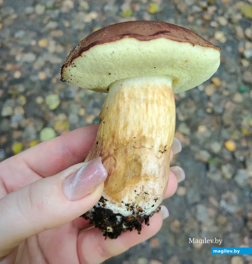 Фото Инны Басовой из Гомеля.