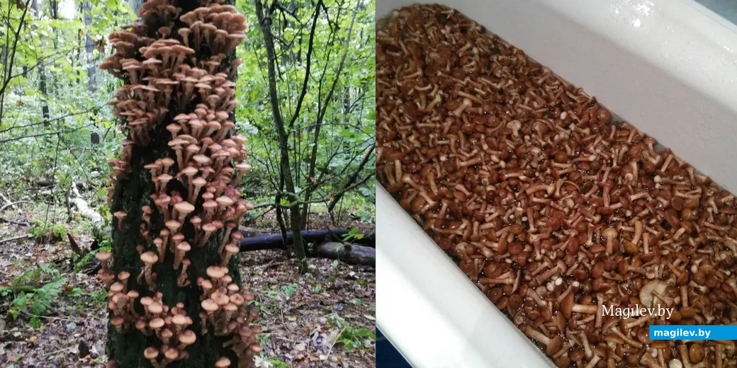 Фото Ольги Белозеровой из Гродно.