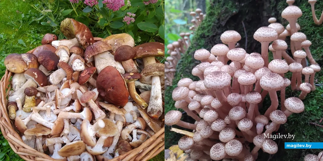 Фото Марины Кузнецовой из Московской области.
