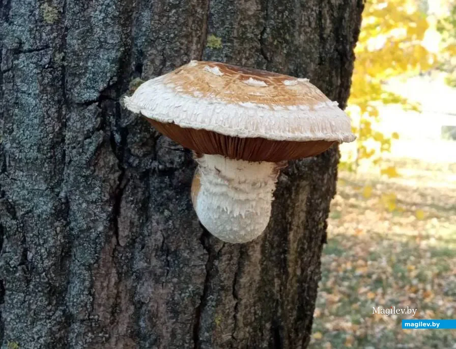 Фото Алеси Белой из Логойского района.