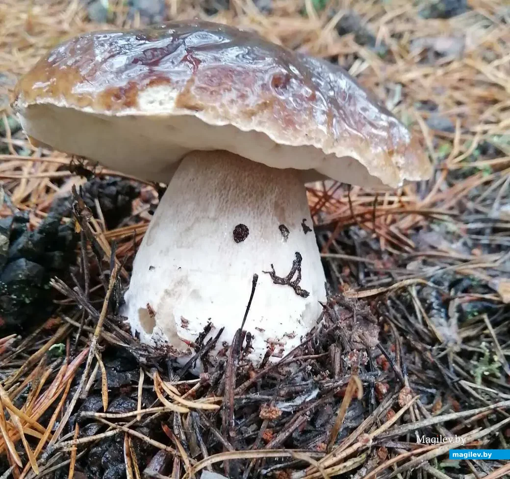 Фото Светланы Макавчик из Минска.