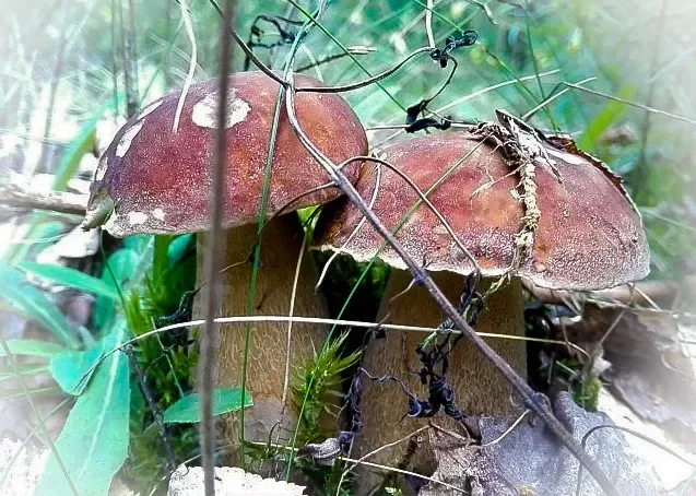 Фото Ольги Данилевич.