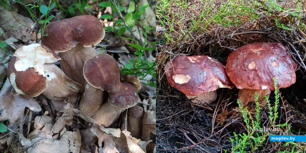 Фото Галины Пашкович.