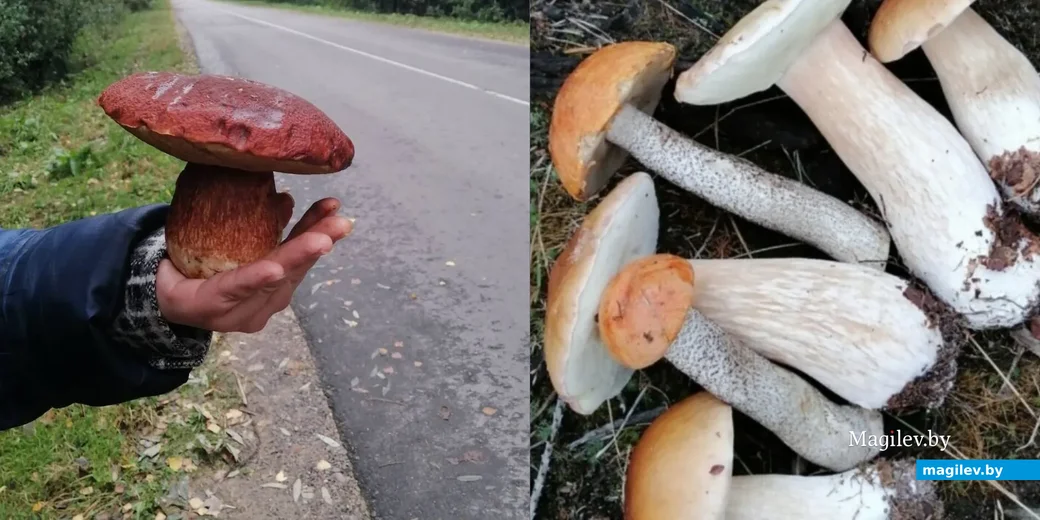 Фото Елены Волк.