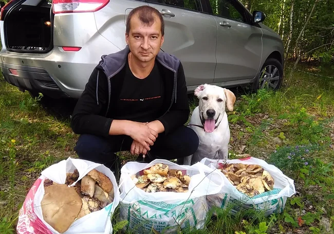 Урожай грибов на даче, дедушка-боровичок и вешенки на набережной