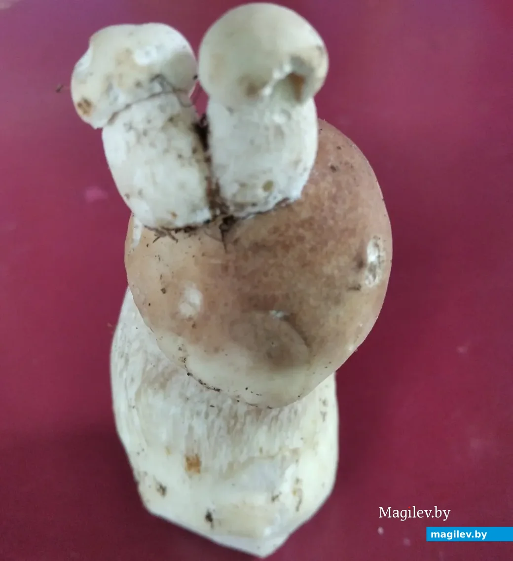 Фото Сергея Кимейши из Минска.
