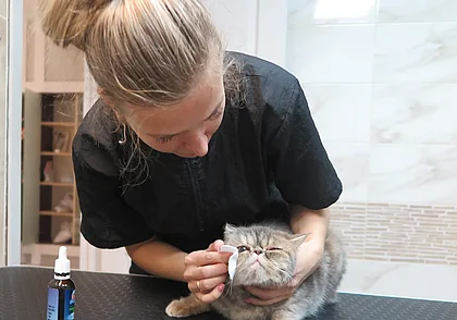 Главврач ветклиники рассказал, почему ветеринарные услуги стоят дорого