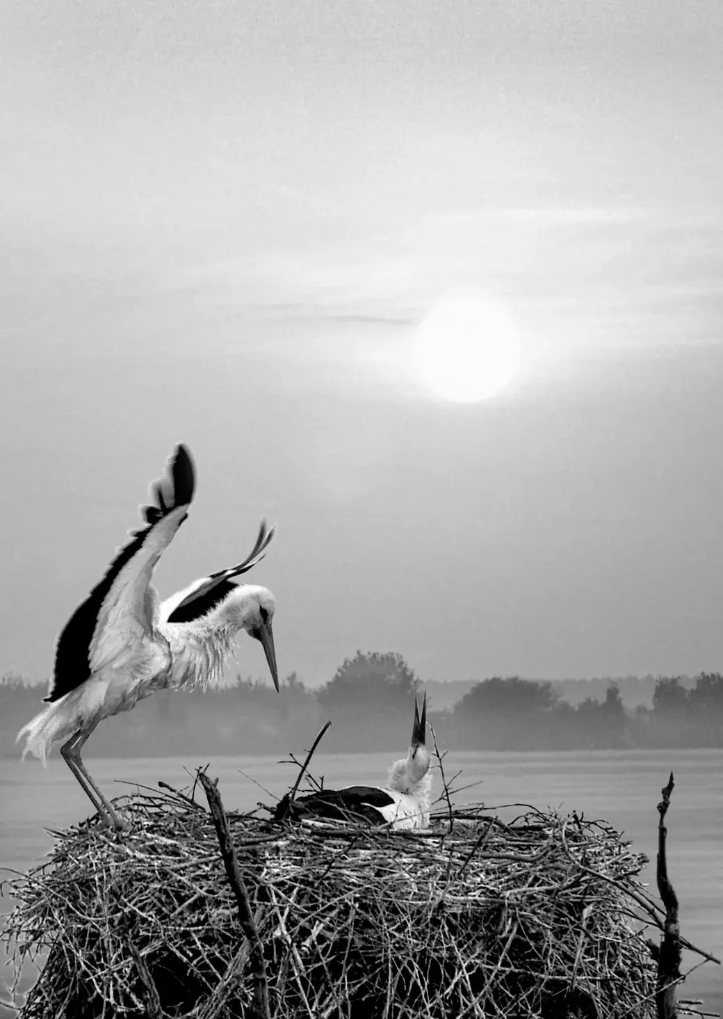 Георгий Дондик. Хлопоты.