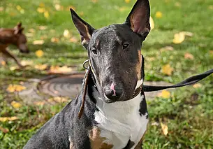 В Беларуси появится закон об обращении с животными. На каком этапе он?