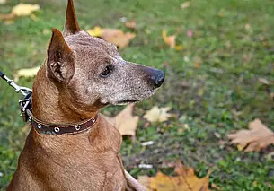 В Могилевской области было 500 обращений к медикам после контакта с животными