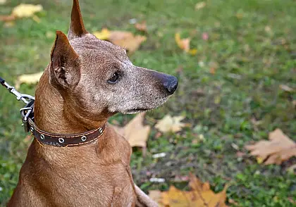 В Могилевской области было 500 обращений к медикам после контакта с животными