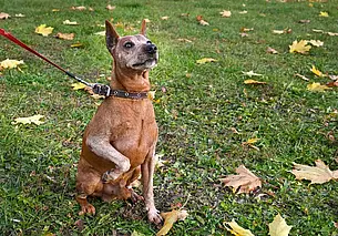 Обязательного чипирования кошек и собак в Беларуси пока не будет