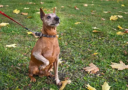 Обязательного чипирования кошек и собак в Беларуси пока не будет