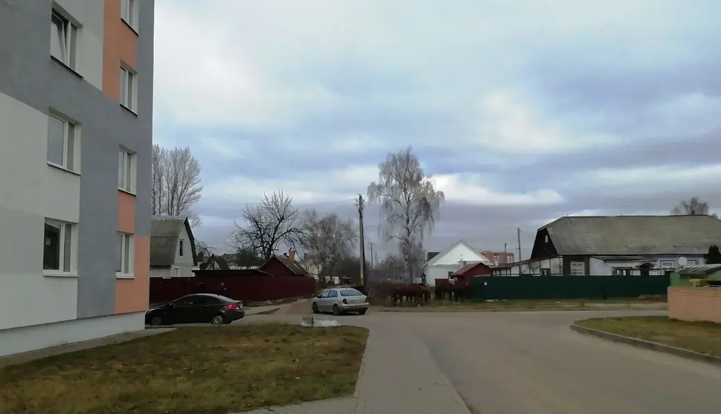 Могилев. Гребенево. Лошадки