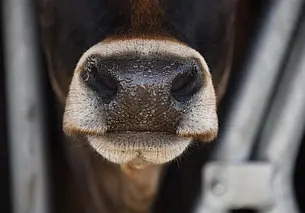 Главный ветврач из Бобруйского района превысил должностные полномочия