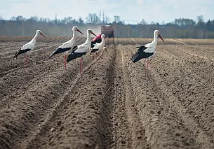 В Беларуси намолотили 8 млн. тонн зерна и накопали 20 тыс. тонн картошки