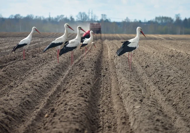 В Беларуси намолотили 8 млн. тонн зерна и накопали 20 тыс. тонн картошки