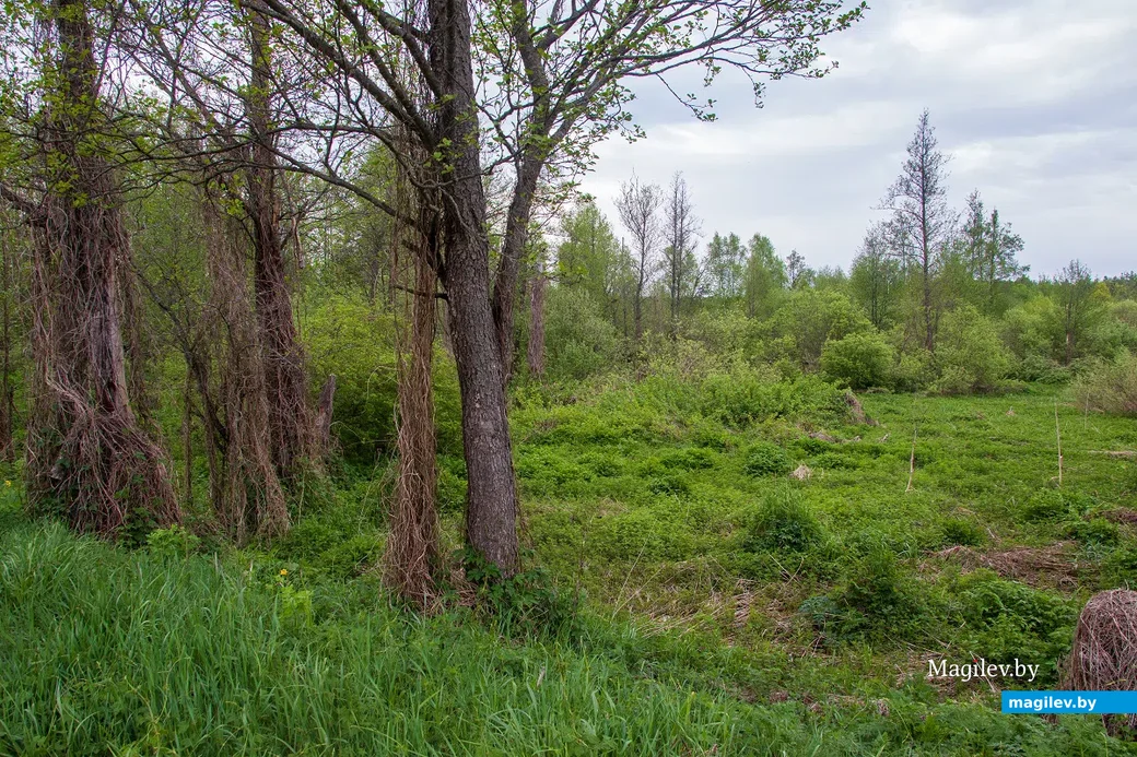 Майские этюды. Поселок Брожа и окрестности. Фото: Светлана Лебедева.