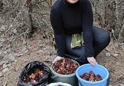 Фотофакт: бобруйчанка собрала несколько ведер строчков
