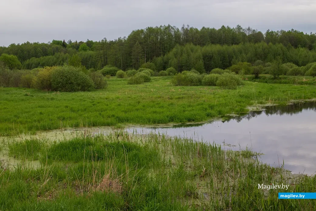 Майские этюды. Поселок Брожа и окрестности. Фото: Светлана Лебедева.