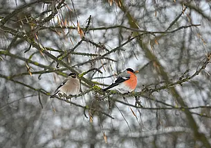 Ожидаем первый снег: прогноз погоды на пятницу, 18 ноября