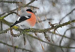 Без осадков и до +5°Ϲ: какой будет погода в Могилеве в среду, 10 декабря
