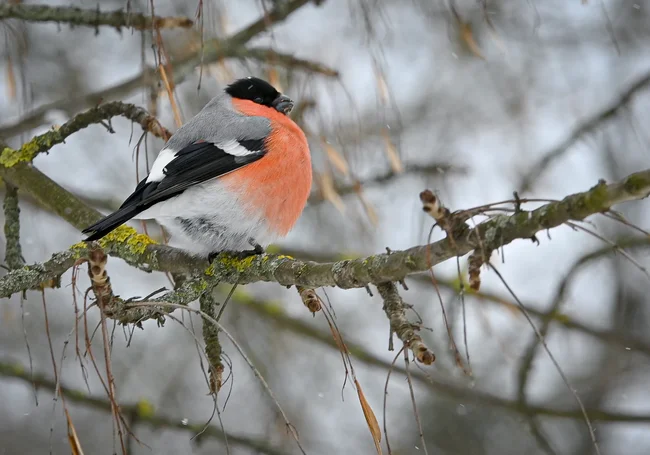 Без осадков и до +5°Ϲ: какой будет погода в Могилеве в среду, 10 декабря
