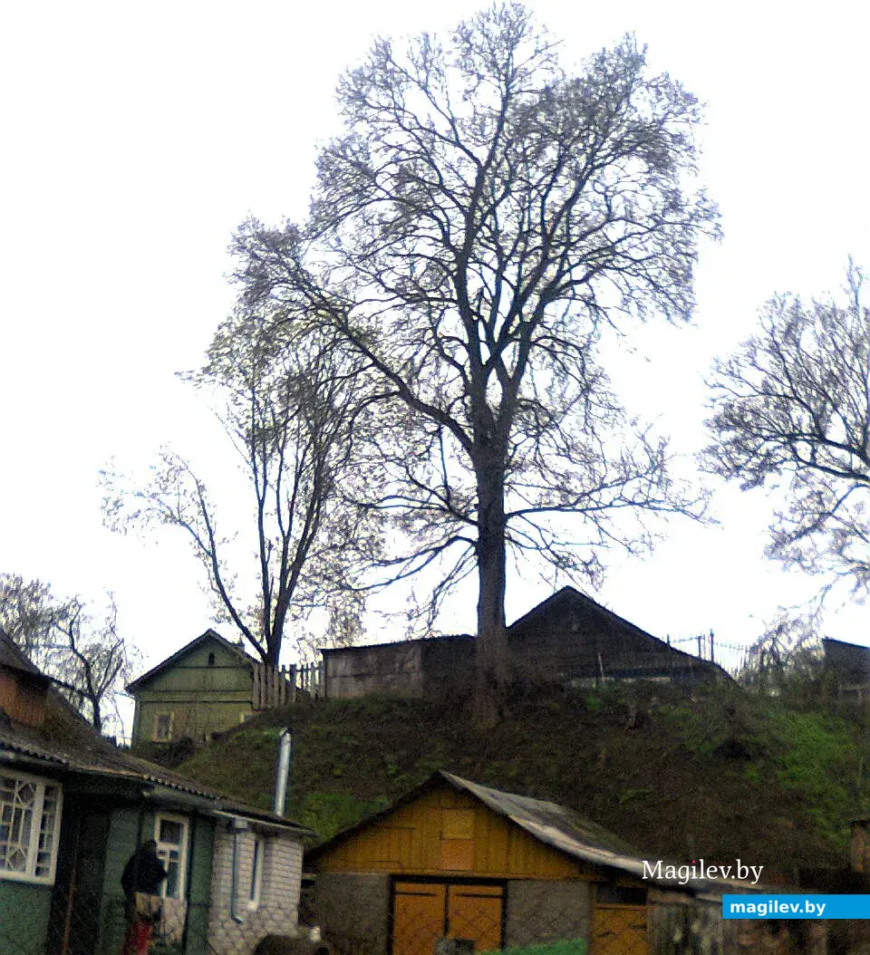 Дерево Филиппа на Дубровенке