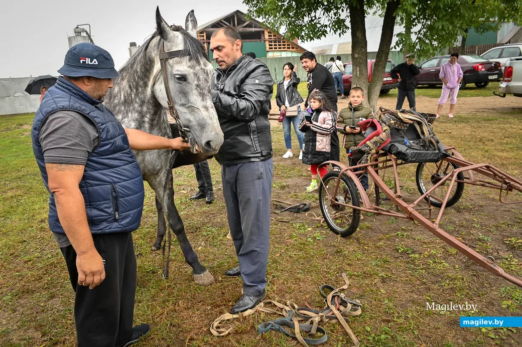 28.08.2021. Бобруйский район. Районный праздник «Конный фест»