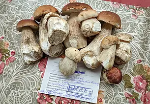 Сезон сбора... радионуклидов? Читать всем, кто ходит в лес