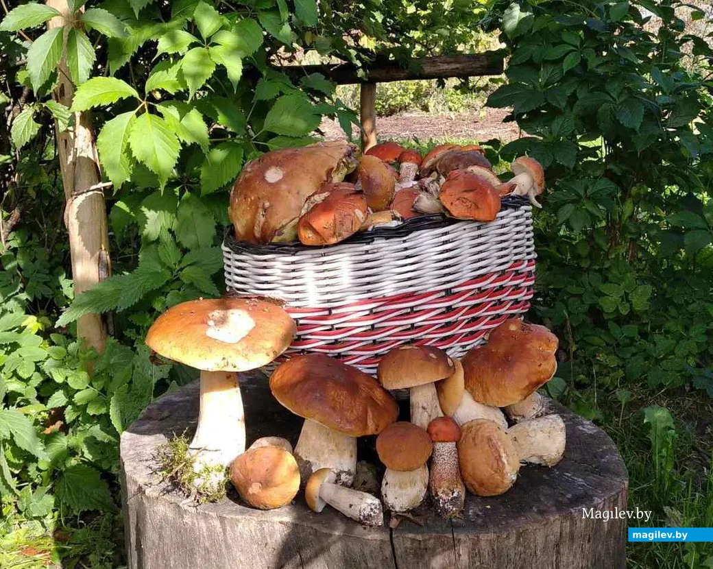 Грибная композиция Светланы Ивашкиной из Витебска.
