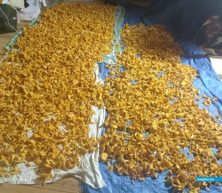Фото Владимира Лиманского из России.